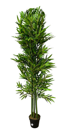 Bambus drvo u saksiji 1,8m 8 kolaca - Y918