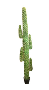 Kaktus veliki 3 stuba u saksiji 2 met - Y924